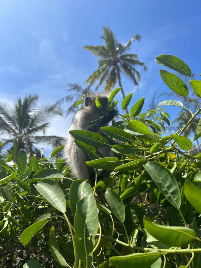 Kivuli Beach Resort Paje Eksteriør billede